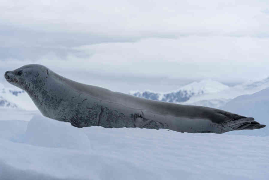 Foca de Weddell - Antártida 08.jpg